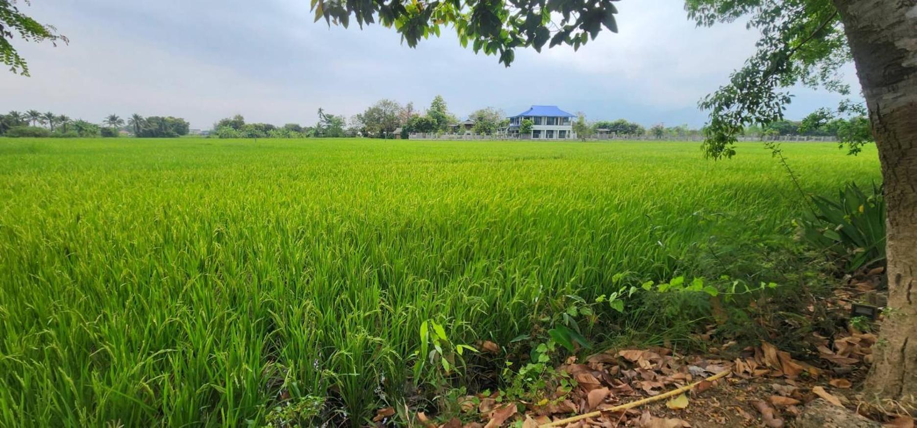Tung Tong Homestay & Camping Mae Rim Buitenkant foto
