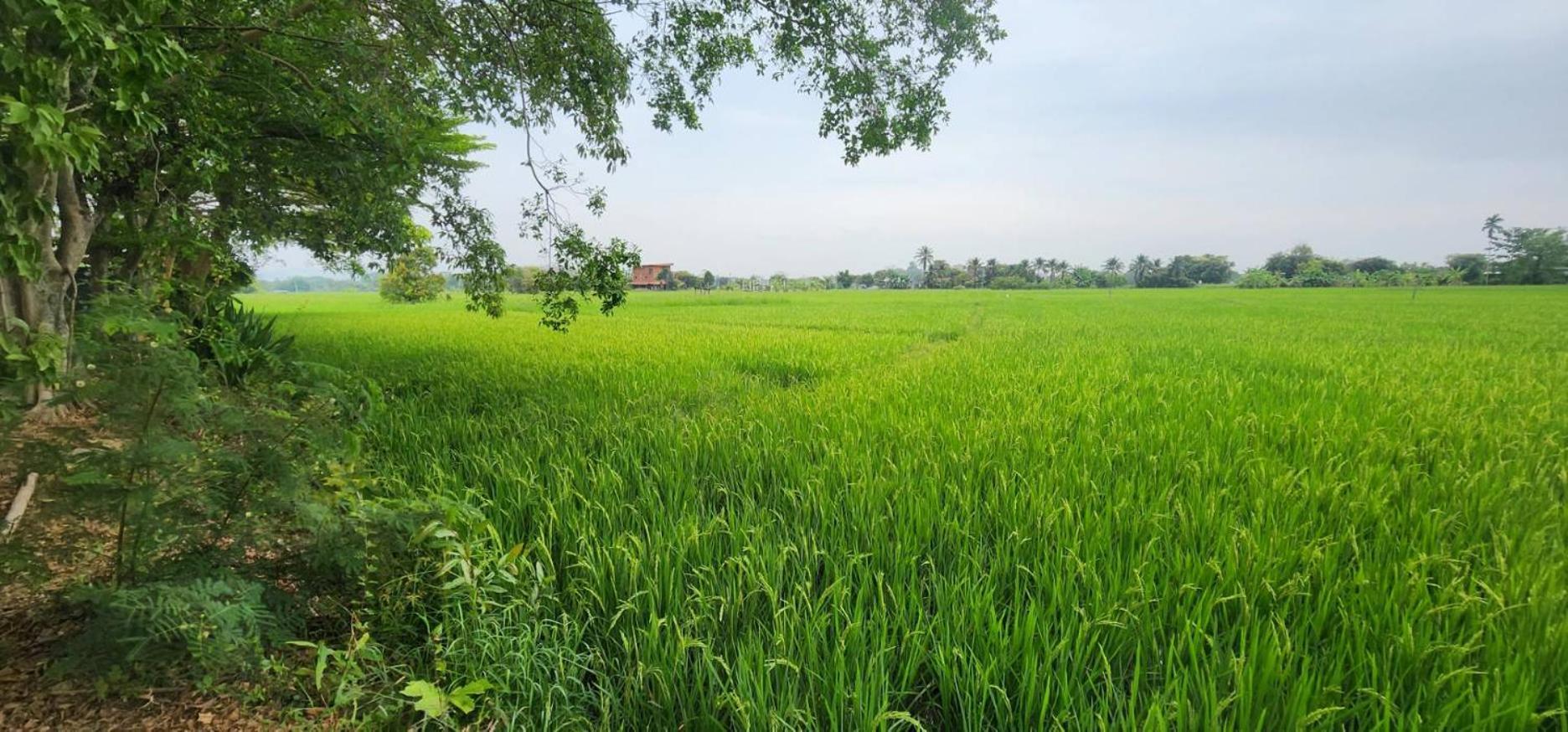Tung Tong Homestay & Camping Mae Rim Buitenkant foto